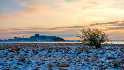 Lonely Tree in the Snow