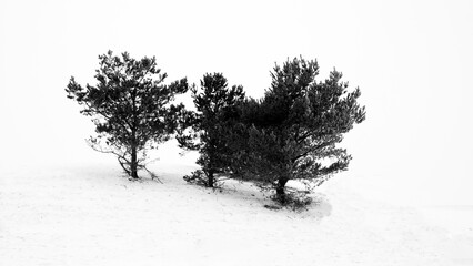 Small Trees in the Snow