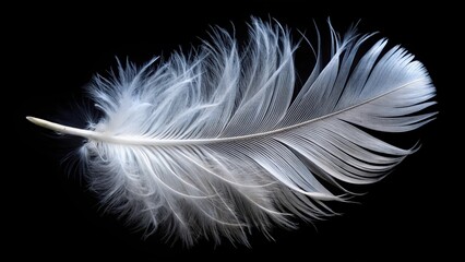 White pigeon feather isolated on black background, symmetrical