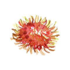 Handcrafted watercolor illustration of a vibrant tropical fruit, featuring vivid shades of pink, red, and yellow. Ideal for food packaging, tropical-themed decor, or botanical designs.