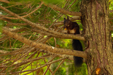 Squirrel in 'La Dehesa' park in Soria, Spain. Autumn season.