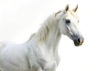 Naklejka premium White regular horse isolated on white background low angle view