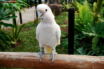 White Parrot Stand on Branch at The Zoo Against Nature Background