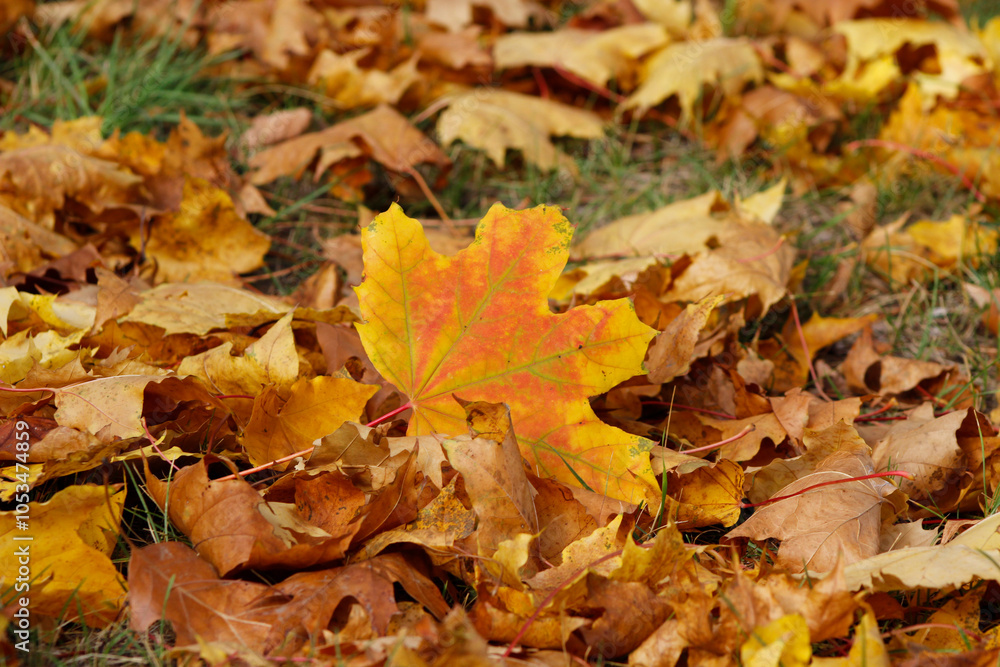 Wall mural autumn leaves on the ground