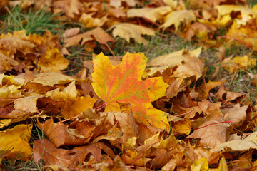 autumn leaves on the ground