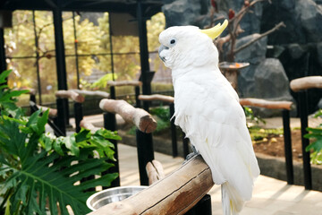 Cockatoo Stand on Branch Against Big Bird Aviary Background