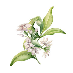 Obraz premium Jasmine on branch watercolor illustration isolated on white. White flower camellia botanical style hand drawn. Flowers of jasmine and leaves painted for design label, package cosmetic, herbal tea