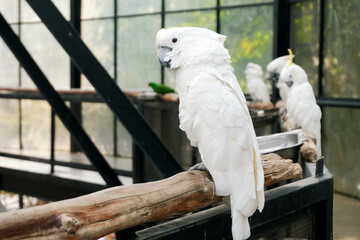 Cockatoos Stand on Branch in The Big Bird Aviary
