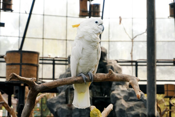 Portrait of Cockatoo Enjoying Stand on Branch in The Big Bird Aviary