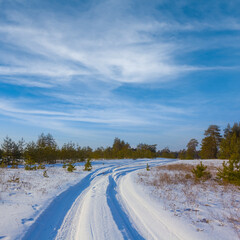 Obraz premium forest glade in a snow at the bright winter day