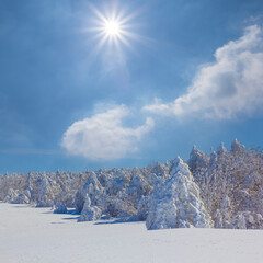 fir tree forest in a snow under a sparkle sun, winter seasonal natural landscape