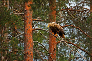 Whitetailed eagles in the Taiga forest of Finland