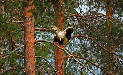 Whitetailed eagles in the Taiga forest of Finland
