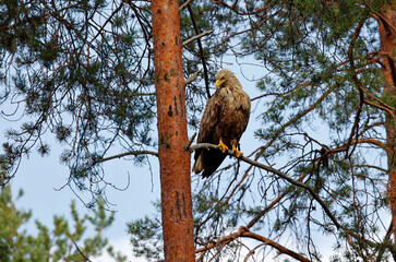 Whitetailed eagles in the Taiga forest of Finland