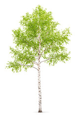 Summer green birch tree, isolated cutout object on white background	
