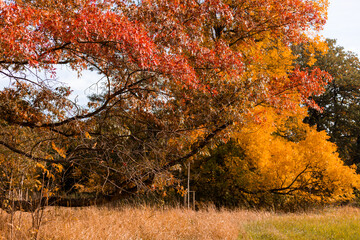 Yellow and red leaves on the trees. Autumn landscape. Nature in October