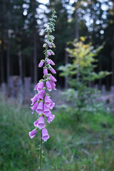 Roter Fingerhut (Digitalis purpurea) im Thüringer Wald, Deutschland