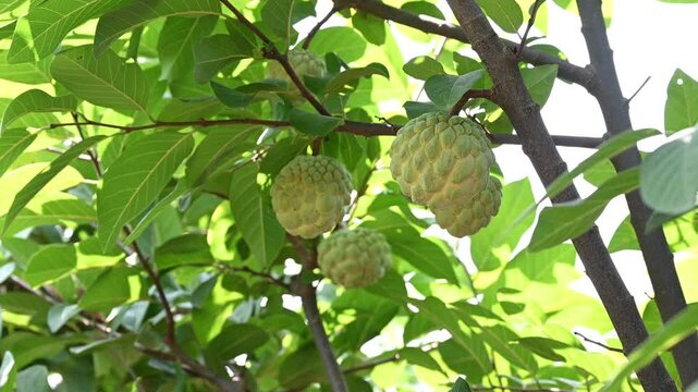Annona squamosa or sugar-apples, Custard apple, Sharifa, Sitaphal, Sitapalam or sweetsops fruits on a tree