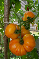 Tomatoes are yellow with red stripes in the greenhouse. Beautiful and tasty tomatoes come in...