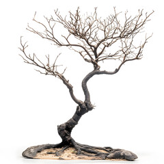 Fototapeta premium Dry tree with no leaves isolated on white background