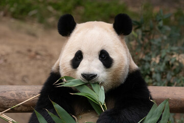 Happy Female Panda, Fu Bao, South Korea