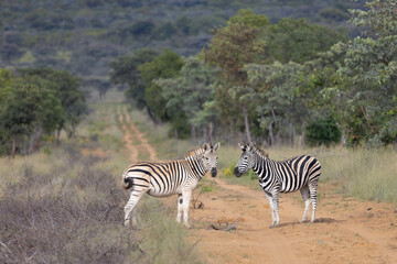 Two zebras