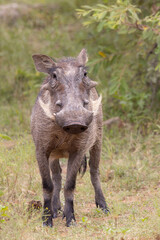 Wild Warthog