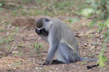 Obraz premium Vervet monkey