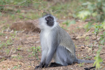 Vervet Monkey looking up