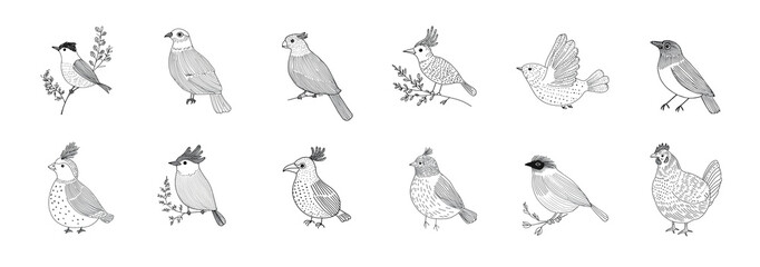Obraz premium A set of black and white outline illustrations of various wild birds. A collection of different drawn birds isolated on white. AI-generated clip art