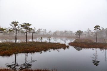 Misty autumn morning in a swamp with water