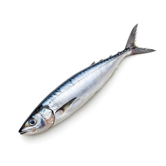 Atlantic mackerel fish top view isolated on white background