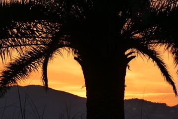 coucher de soleil avec palmier en contre-jour