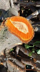 
log of a tree