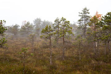 Swamp landscape on a foggy autumn morning