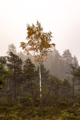 Swamp landscape on a foggy autumn morning