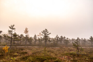 Swamp landscape on a foggy autumn morning