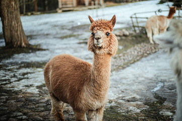 Portrait of a cute alpaca