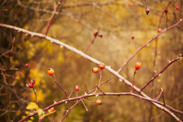 dika róża, Rosa canina L.