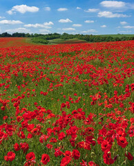 poppy field