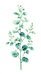 Oregano detailed hand drawn pastel watercolor botanical image, medicinal herbs, light clean background. Generative AI