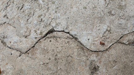 the background is a gray cement wall 
with a crack, 
horizontal photo
