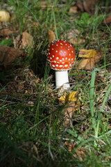 Muchomor czerwony
