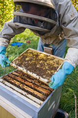 Apiculture - Apiculteur tenant un cadre de cire au dessus d'une ruche, lors d'une visite sanitaire et inspection du rucher