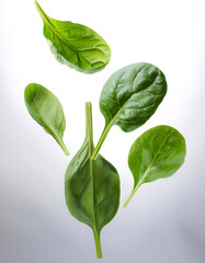 Obraz premium Spinach floating or flying isolated white background