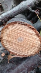A log of a tree, a drawing on a tree stump