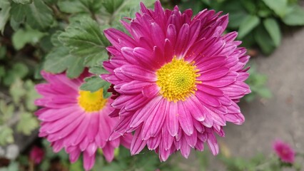 Purple autumn flowers in the garden