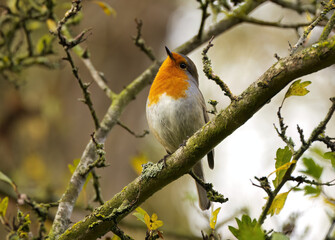 very cute robin on a branch, chirping robin, orange bird on a tree, autumn colours, robin in autumn