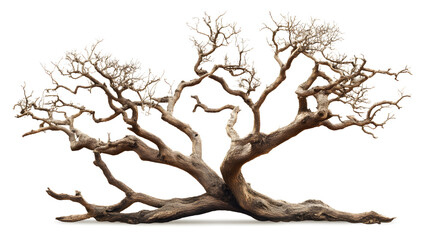 Fototapeta premium Dry tree with no leaves isolated on white background