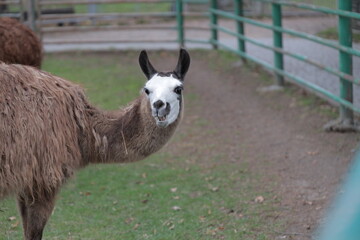 Obraz premium Lamas in the farm grazing on a pasture